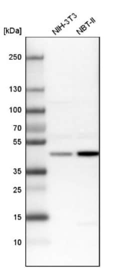BZW2 Antibody, Novus Biologicals:Antibodies:Primary Antibodies